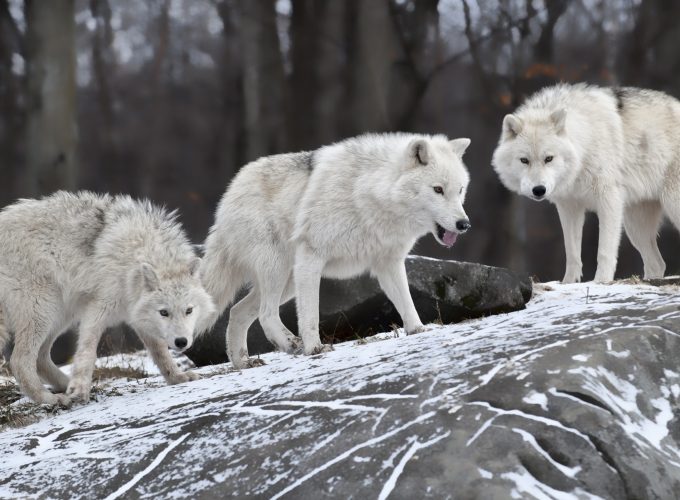 Wallpaper Wolf, forest, snow, cute animals, Animals 56528829